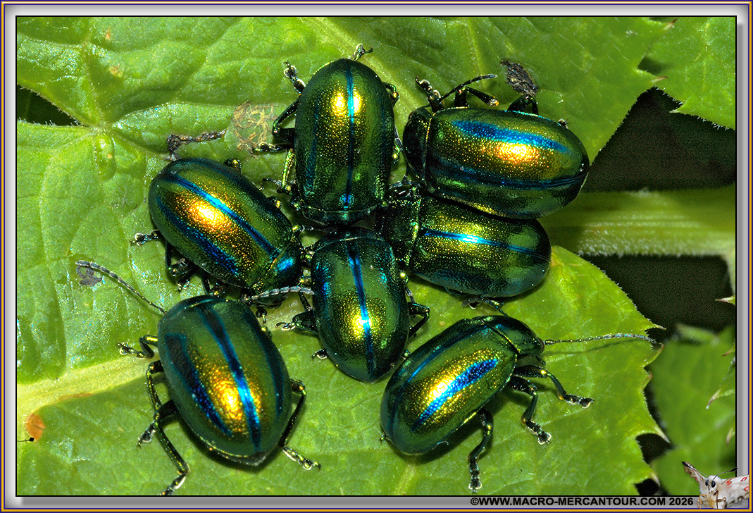 Chrysomelides